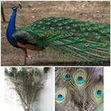 Darrahopens Auto Accessories 5-10PCS Natural Peacock Tail Eyes Feathers 75-80cm 26-30cm DIY Craft Vase Decor