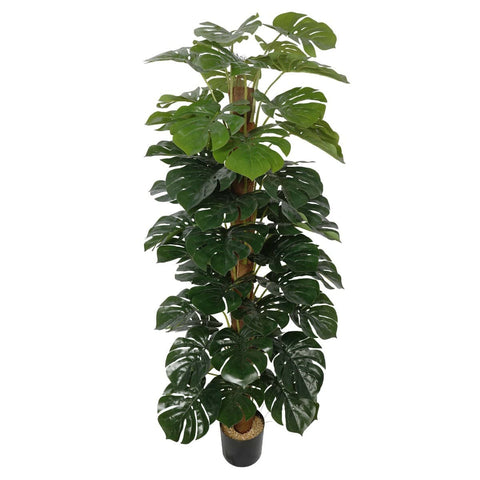 Artificial Money Plant (Monstera) with decorative pot 180cm