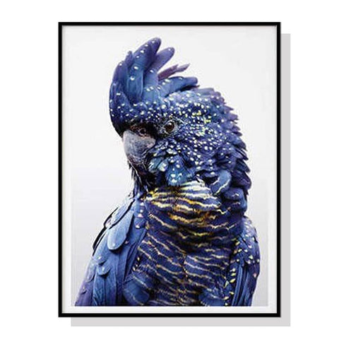 50cmx70cm Black Cockatoo A Black Frame Canvas Wall Art