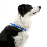 Rechargeable Night LED Dog Collar USB Glow Flashing Light Up Pet Collars Safety-Blue-Diameter Length-35cm