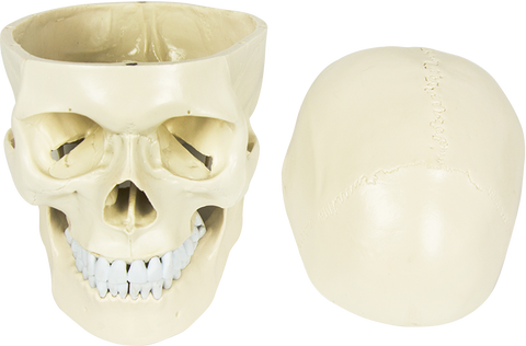 Life Size Anatomical Deluxe Human Skull Model Medical Skeleton Anatomy Replica