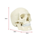 Life Size Anatomical Deluxe Human Skull Model Medical Skeleton Anatomy Replica