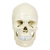 Life Size Anatomical Deluxe Human Skull Model Medical Skeleton Anatomy Replica