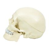 Life Size Anatomical Deluxe Human Skull Model Medical Skeleton Anatomy Replica