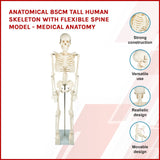 Anatomical 85cm Tall Human Skeleton with Flexible Spine Model - Medical Anatomy