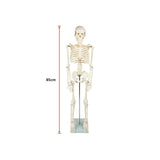 Anatomical 85cm Tall Human Skeleton with Flexible Spine Model - Medical Anatomy