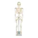 Anatomical 85cm Tall Human Skeleton with Flexible Spine Model - Medical Anatomy