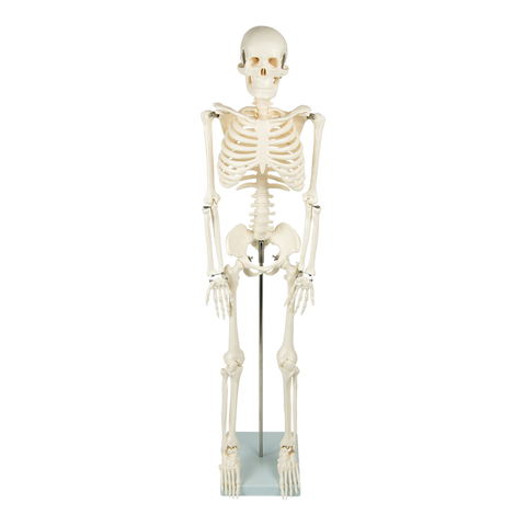 Anatomical 85cm Tall Human Skeleton with Flexible Spine Model - Medical Anatomy