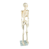 Anatomical 85cm Tall Human Skeleton with Flexible Spine Model - Medical Anatomy