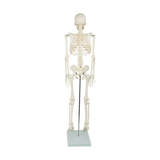 Anatomical 85cm Tall Human Skeleton with Flexible Spine Model - Medical Anatomy