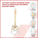 Life Size Flexible Vertebral Spine Pelvis & Femur Skeleton Model Anatomy Model