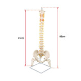 Life Size Flexible Vertebral Spine Pelvis & Femur Skeleton Model Anatomy Model