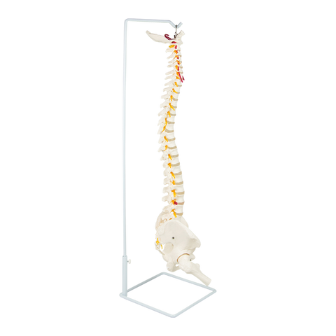 Life Size Flexible Vertebral Spine Pelvis & Femur Skeleton Model Anatomy Model