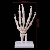 Hand Joint Anatomical Skeleton Model Human Anatomy Study Tool