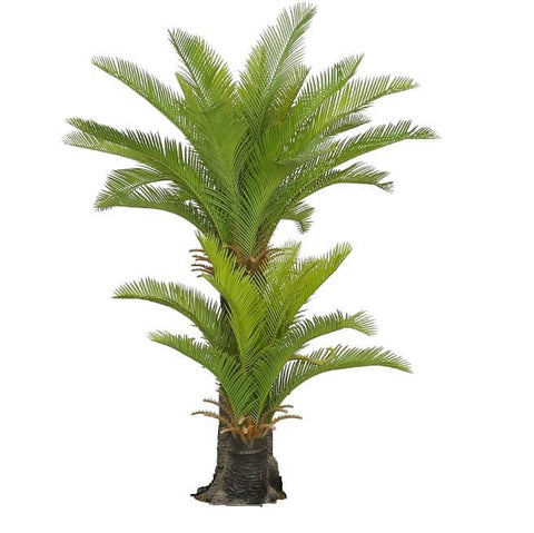 No Pot Multi Trunk Sago Cycad 130cm